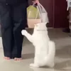 _owoin