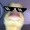 _bang_ham_