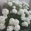 suadchah