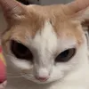 ahxsel