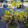 truonggiangle35