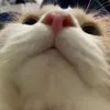 ︎