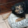igofileo