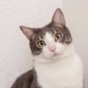 Meong