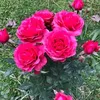 lanash29