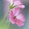 erbilhome