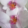 inozemtseva5
