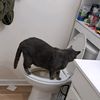 whattheflippington