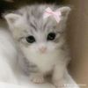 miau_gato4