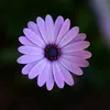 docsnuggles_