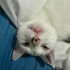 shaun_the_cat