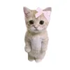 lua_123.m