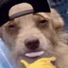 apunkwhoisdaft