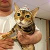 Chloe_The_Bengal