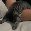 perple_cat36