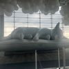 raccoon_always_cool