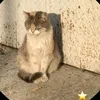 narjis_3_17