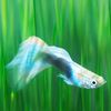 om_orkhan856