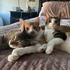 itstartswithsocksrescue