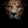 chahrou_chahreddine