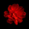 user1pn1gizirn