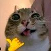 llrwwqz