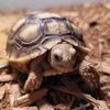 sleuthertortoise