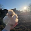 matei_1506