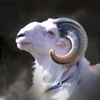 panduriko1