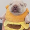 bigbo0tybilly
