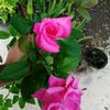 sairet262214