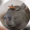 capyboy_11