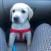 thor_destructor