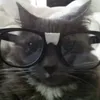 eo_gato_fzr_oq