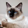 romeo_le_birman
