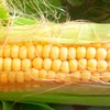 coldatudahi