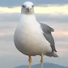 rasmusviuf1