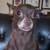 Coffee Break Dog
