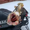 kebbabrulle55