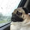 mops_lenagolovach