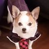dogmomm