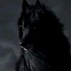 sentient_21