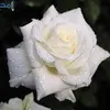 flowerwhite225