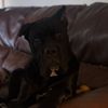#romeothecorso#canecorso#