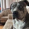 jewles_paws