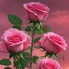 ch.ali.cheema8