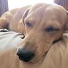 dailydachshund0