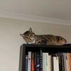 homebodybooklover