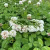 sehrino0704