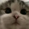 cacawaer
